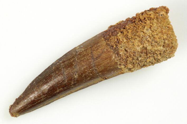 Fossil Spinosaurus Tooth - Real Dinosaur Tooth #204447